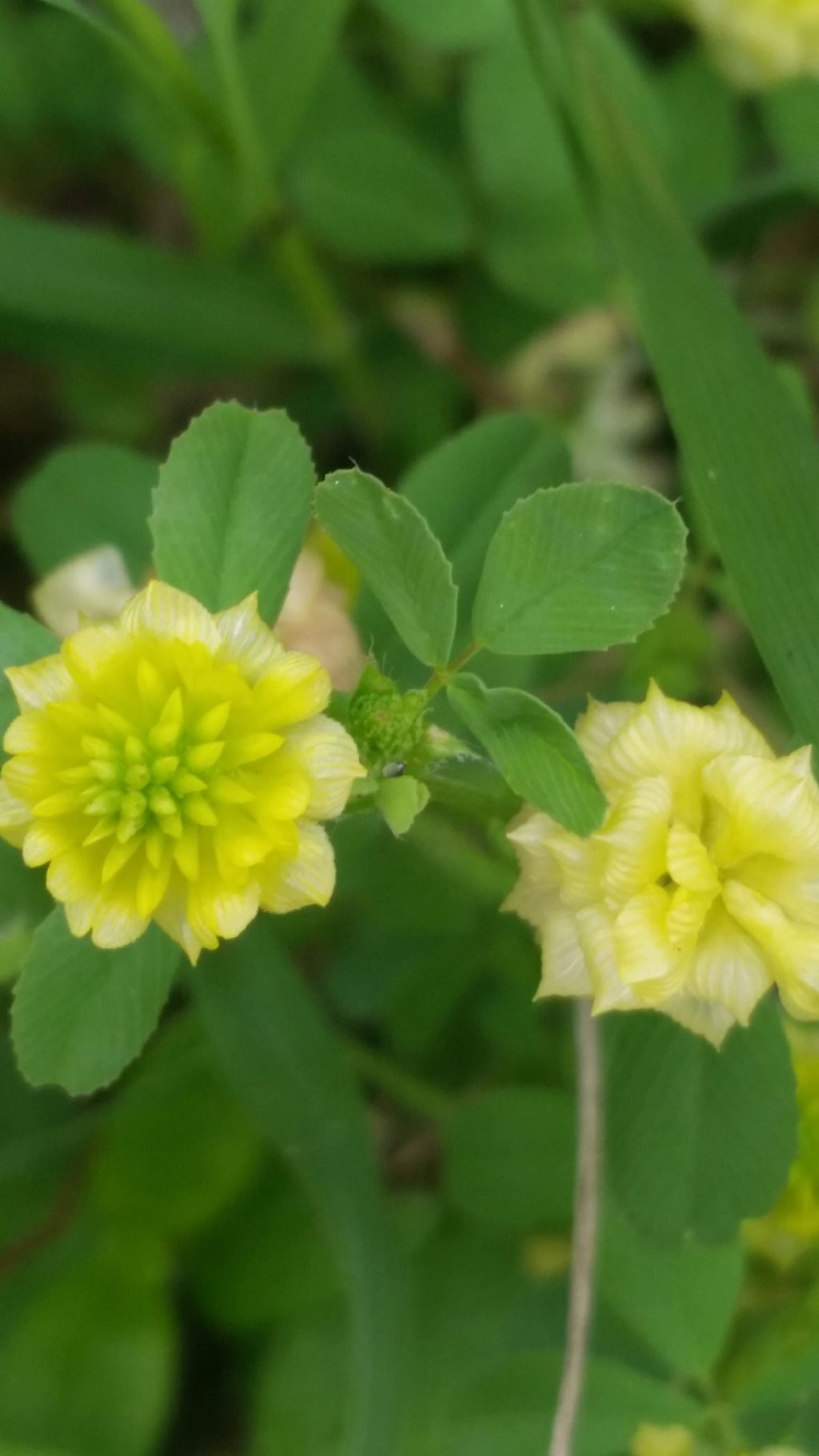 Trifolium campestre  (Fabaceae)